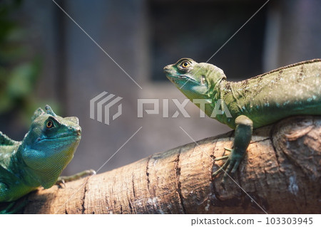 double crest lizard double crest lizard 103303945