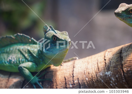 雙嵴冠蜥 103303946