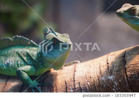 double crest lizard 103303947