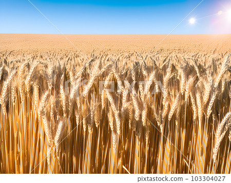Background image of cereals and fruits 89 Background image of cereals and fruits 89 103304027