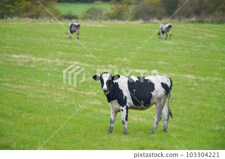 A cow grazing on a pasture 103304221