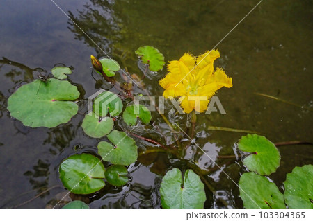 Flower of buoyant plant Apocynaceae 103304365