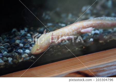 axolotl axolotl 103304796