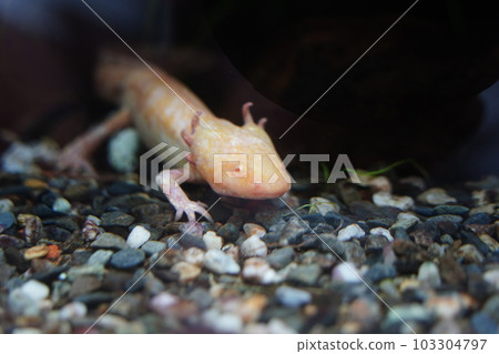 axolotl axolotl 103304797