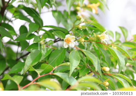 Pretty Himeshara flowers 103305013