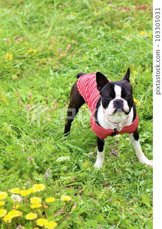 Wearing a red striped shirt and staring at the spring field, Mighty the Boston Terrier♡ 103305031