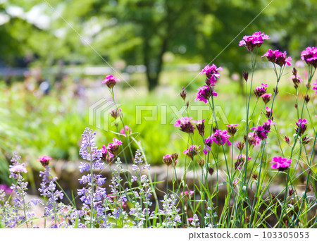 Purple narrow-leaved Nadeshiko flower 103305053