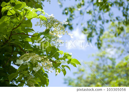 Taiwan crane hydrangea flower and blue sky 103305056