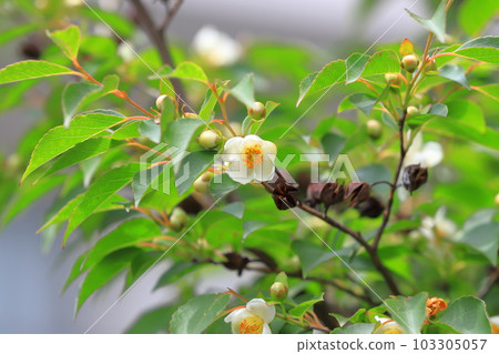 Himeshara flowers and seeds　 103305057