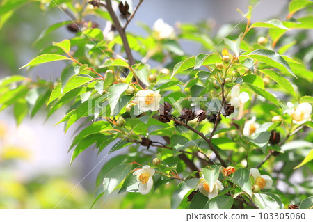 Himeshara flowers and seeds Himeshara flowers and seeds 103305060