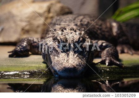 alligator 103305209