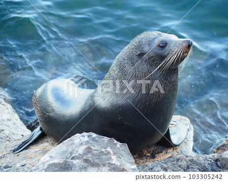 望向遠方的野生澳大利亞海獅 望向遠方的野生澳大利亞海獅 103305242