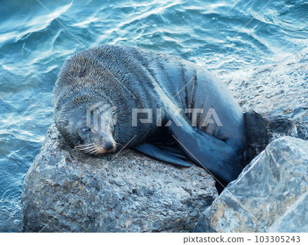Tired playful Australian sea lion Tired playful Australian sea lion 103305243