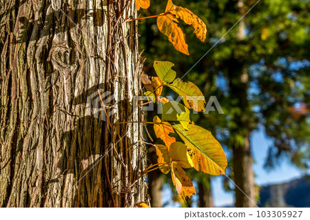 Autumn Mountains ~Colorful Vine Plants~ 103305927
