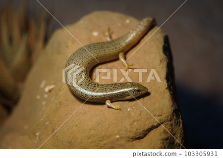 Eye-spotted skink Eye-spotted skink 103305931