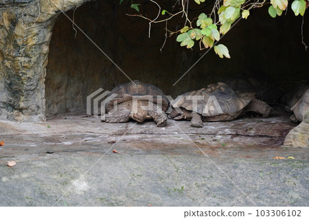  Sukada elephant 103306102