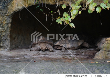 蘇卡達象龜 蘇卡達象龜 103306103