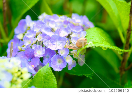 花園裡的繡球花和蝸牛 花園裡的繡球花和蝸牛 103306140
