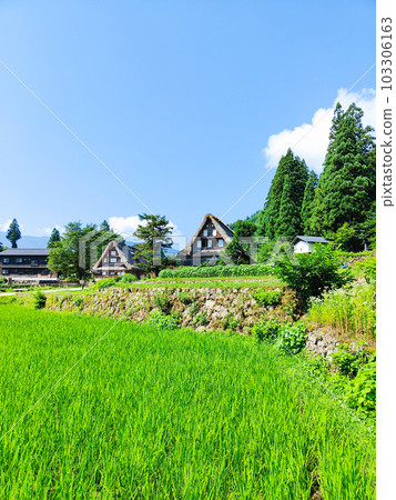 五箇山/相倉合掌造村（夏季） 103306163