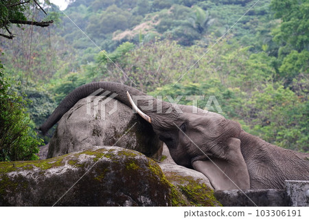 African savannah elephant African savannah elephant 103306191