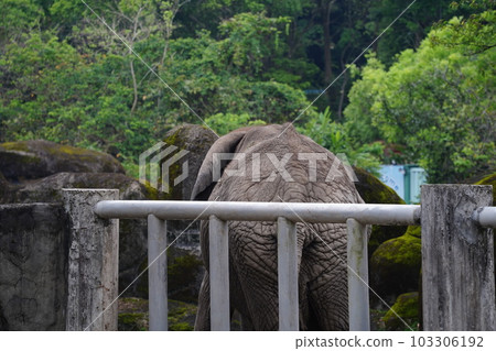 African savannah elephant African savannah elephant 103306192