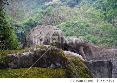 African savannah elephant 103306194