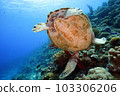 海龜 103306206