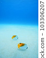 沙子和熱帶魚 103306207