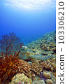 珊瑚和海龜 103306210