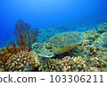 珊瑚和海龜 103306211