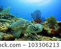 珊瑚和海龜 103306213