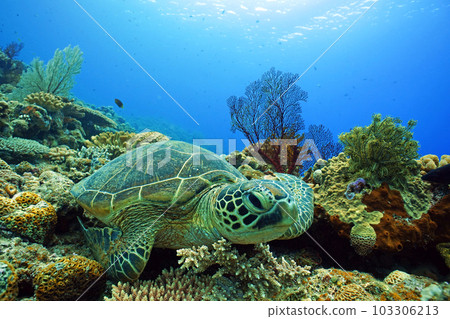 Coral and sea turtle 103306213