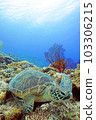 珊瑚和海龜 103306215
