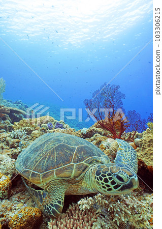 Coral and sea turtle 103306215
