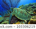 珊瑚和海龜 103306219
