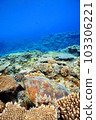 珊瑚和海龜 103306221