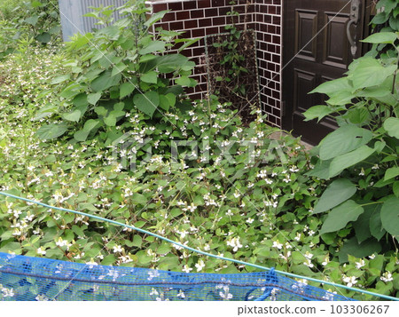 在無人居住的上尾獨谷花園裡蹣跚漫步 在無人居住的上尾獨谷花園裡蹣跚漫步 103306267