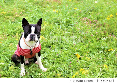 Boston Terrier in a red striped shirt sitting in a spring field and staring at it♡Mighty-kun 103306381