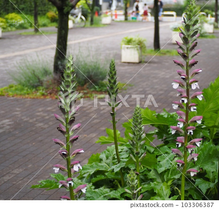 Acanthus 103306387