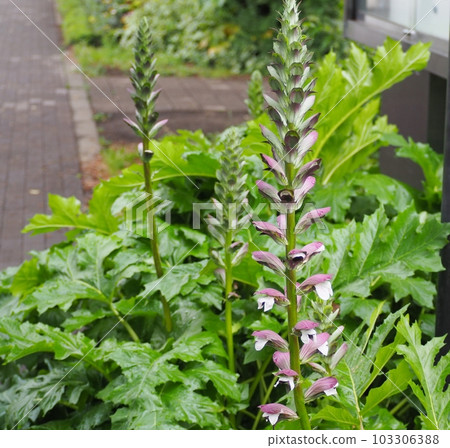 Acanthus 103306388