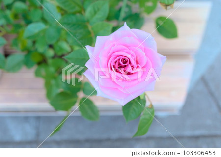 晴空下盛開的粉紅玫瑰 晴空下盛開的粉紅玫瑰 103306453