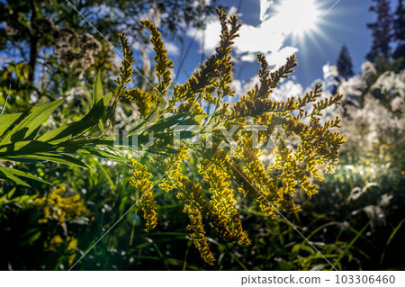 Goldenrod in the mountains and the sun 103306460