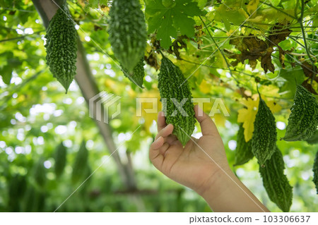 Boy grab organic wild bitter gourd hanging on roof net greenhouse Boy grab organic wild bitter gourd hanging on roof net greenhouse 103306637