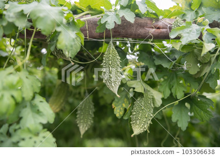Organic green wild bitter gourd hanging on wooden roof 103306638