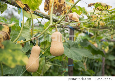 butternut Squash plant in greenhouse farm. Organic vegetable butternut Squash plant in greenhouse farm. Organic vegetable 103306639