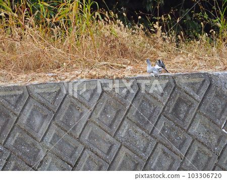 翠鳥科的一隻大野鳥 103306720