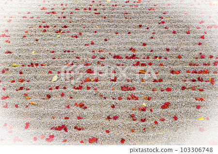 Scenery of maple leaves falling in a dry landscape garden 103306748
