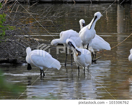A flock of black-faced spoonbills and spoonbills resting by the water A flock of black-faced spoonbills and spoonbills resting by the water 103306762