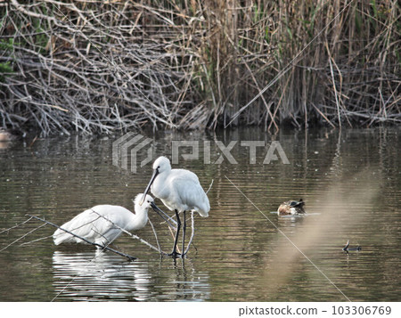 Long-beaked Spoonbills and Spoonbills resting by the water Long-beaked Spoonbills and Spoonbills resting by the water 103306769