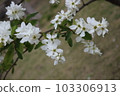 Hawthorn 103306913